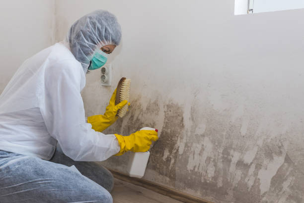 Best Mold Cleaning Services  in Dunedin, FL