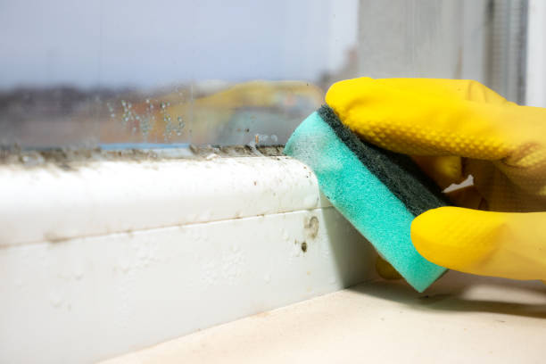 Best Home Mold Removal  in Dunedin, FL