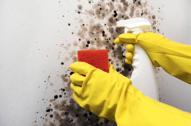 Best Certified Mold Removal  in Dunedin, FL