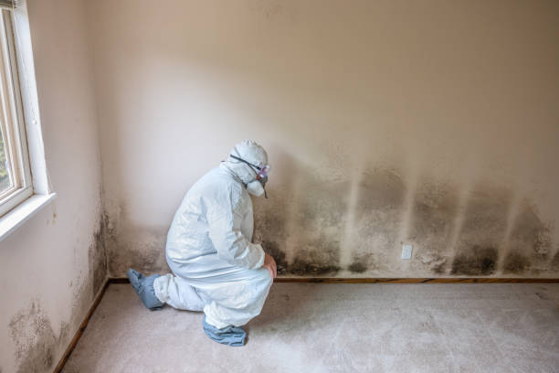 Best Office Mold Removal Services  in Dunedin, FL