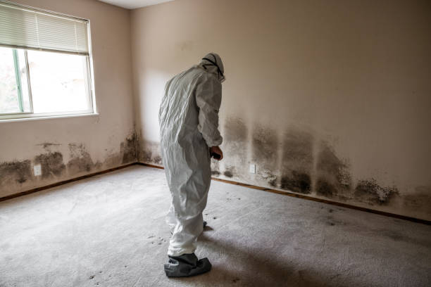 Best Black Mold Removal  in Dunedin, FL