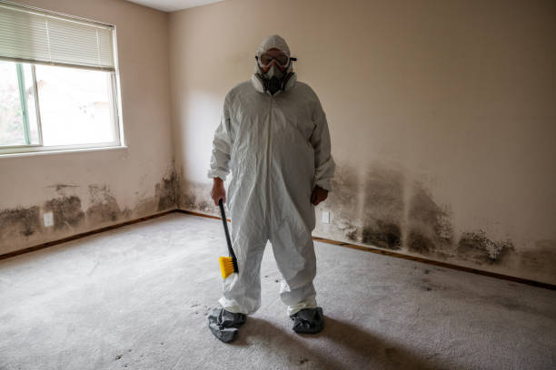 Best Mold Damage Repair  in Dunedin, FL