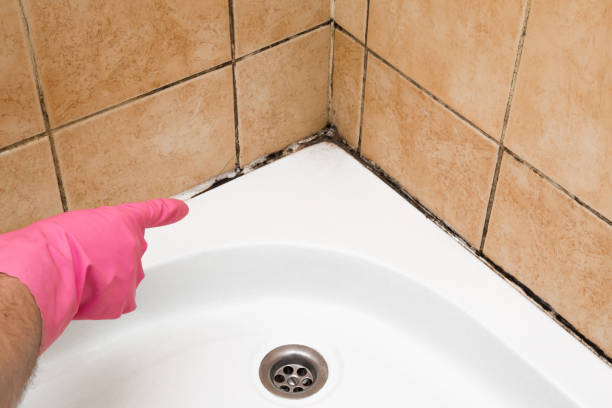 Dunedin, FL Mold Removal Company
